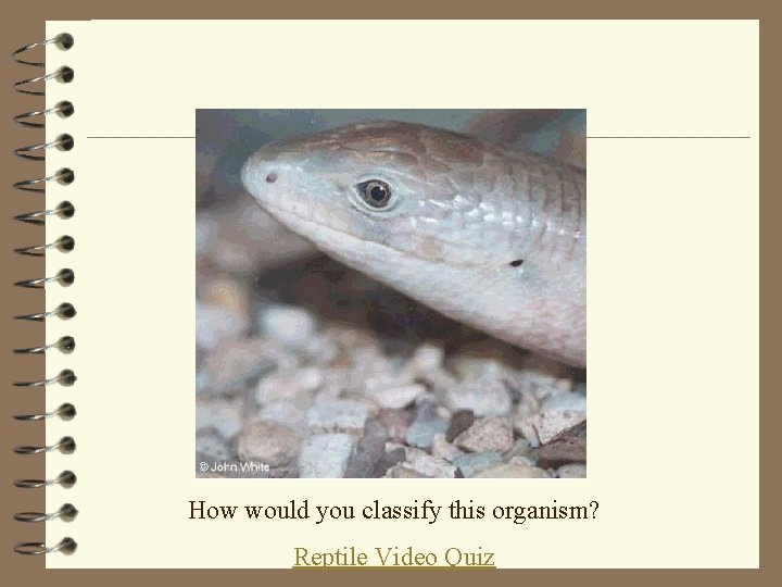 How would you classify this organism? Reptile Video Quiz 