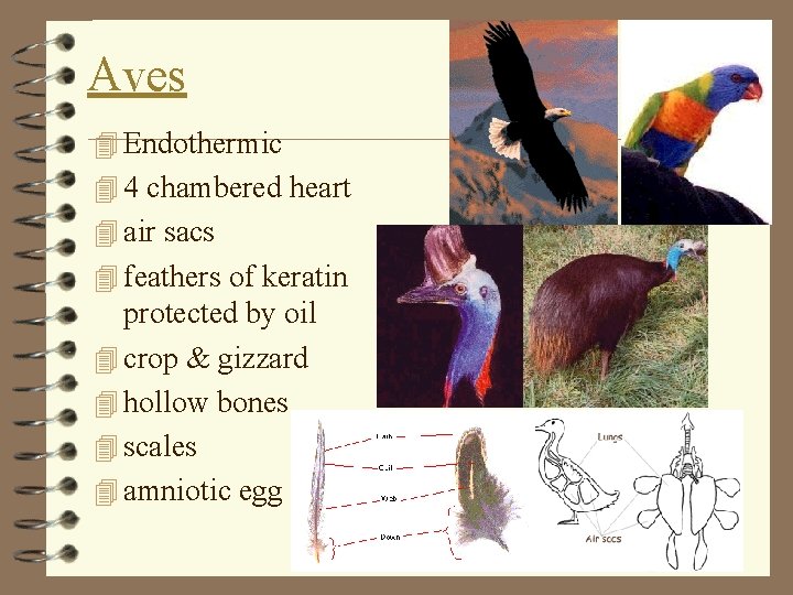 Aves 4 Endothermic 4 4 chambered heart 4 air sacs 4 feathers of keratin