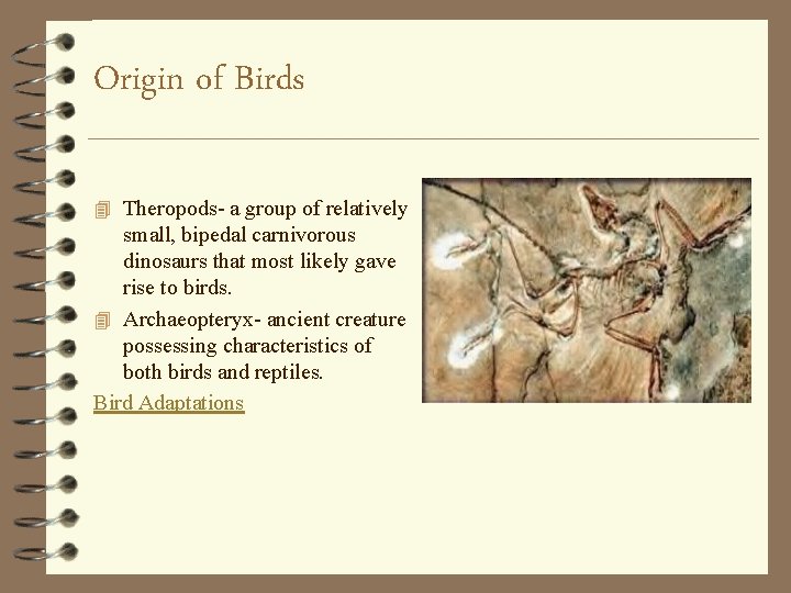 Origin of Birds 4 Theropods- a group of relatively small, bipedal carnivorous dinosaurs that