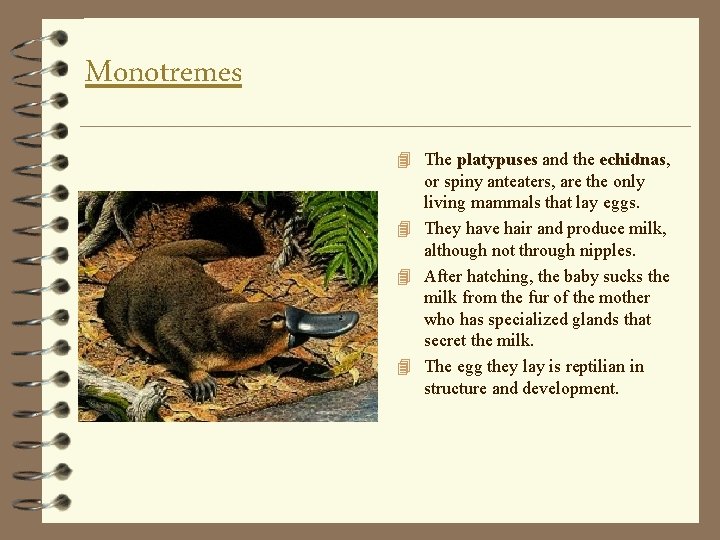 Monotremes 4 The platypuses and the echidnas, or spiny anteaters, are the only living