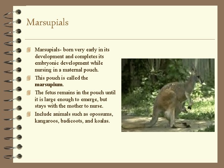Marsupials 4 Marsupials- born very early in its development and completes its embryonic development