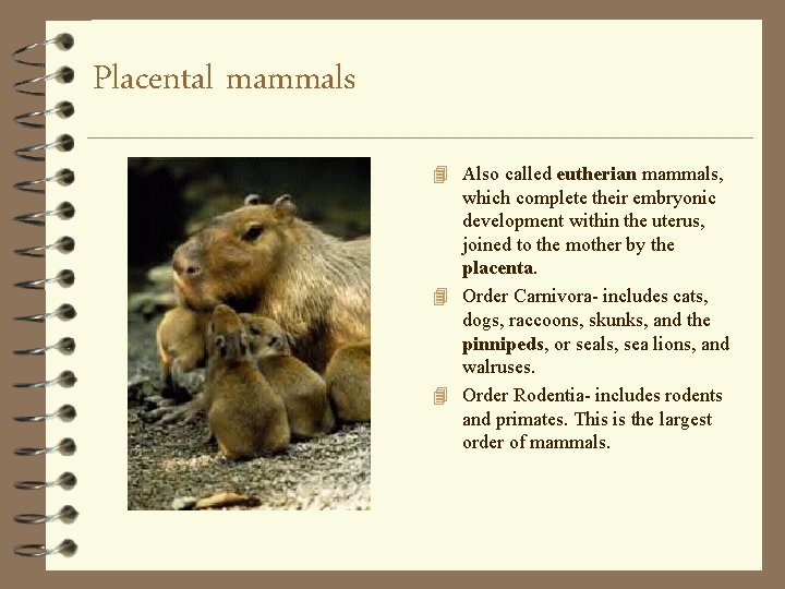 Placental mammals 4 Also called eutherian mammals, which complete their embryonic development within the