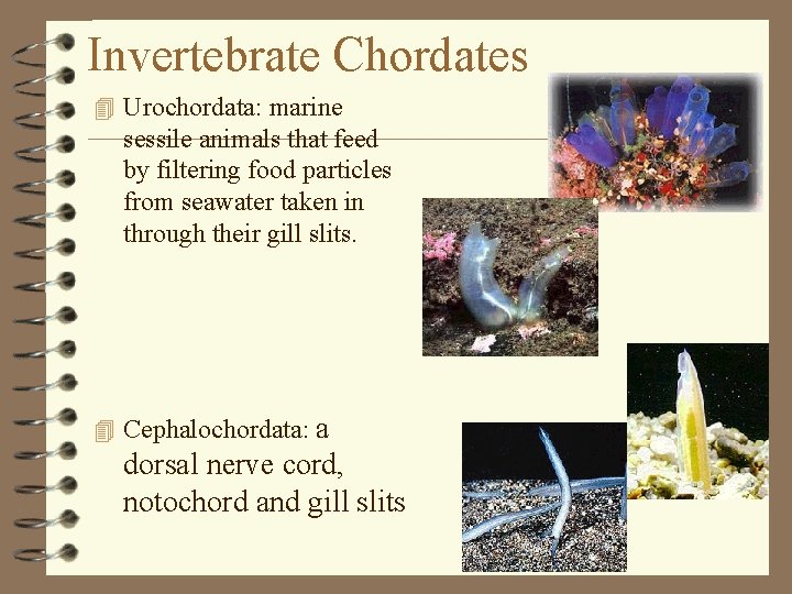 Invertebrate Chordates 4 Urochordata: marine sessile animals that feed by filtering food particles from