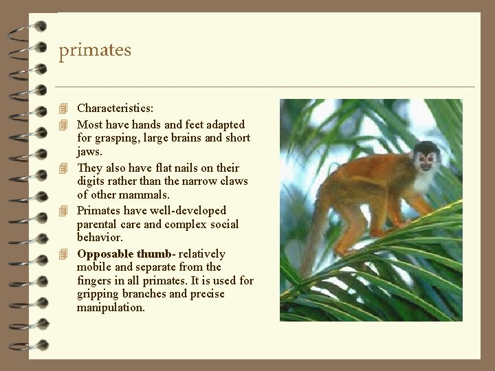 primates 4 Characteristics: 4 Most have hands and feet adapted for grasping, large brains