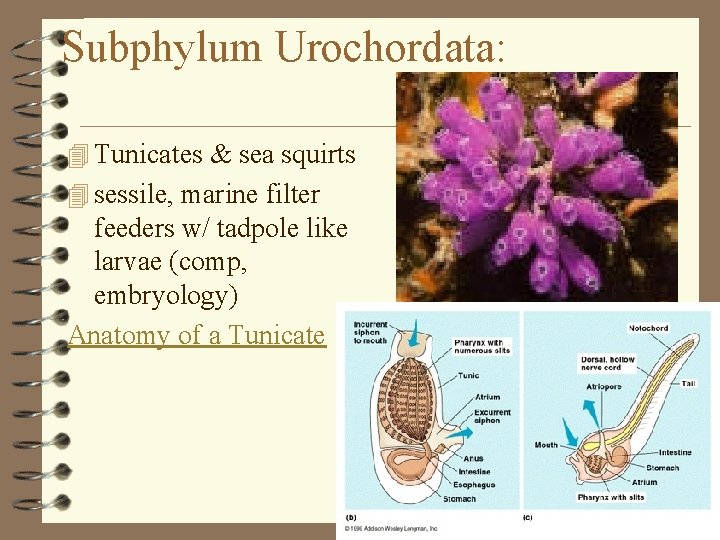 Subphylum Urochordata: 4 Tunicates & sea squirts 4 sessile, marine filter feeders w/ tadpole