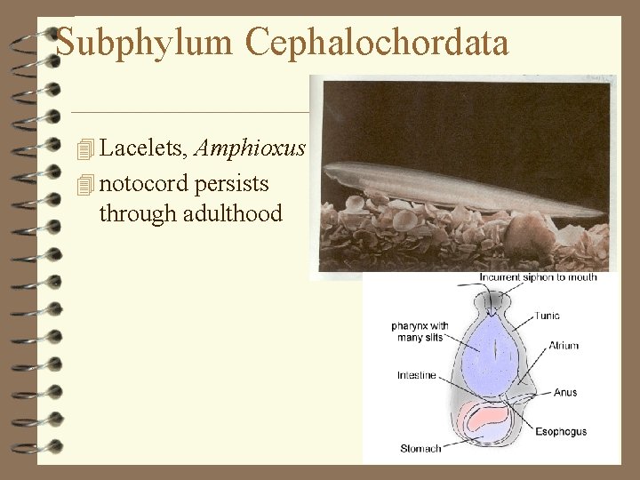 Subphylum Cephalochordata 4 Lacelets, Amphioxus 4 notocord persists through adulthood 