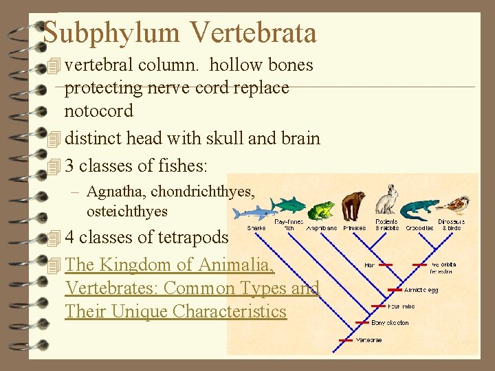 Subphylum Vertebrata 4 vertebral column. hollow bones protecting nerve cord replace notocord 4 distinct