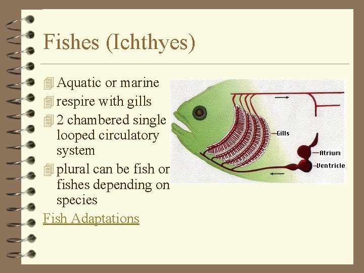 Fishes (Ichthyes) 4 Aquatic or marine 4 respire with gills 4 2 chambered single