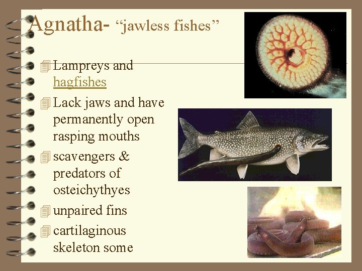 Agnatha- “jawless fishes” 4 Lampreys and hagfishes 4 Lack jaws and have permanently open