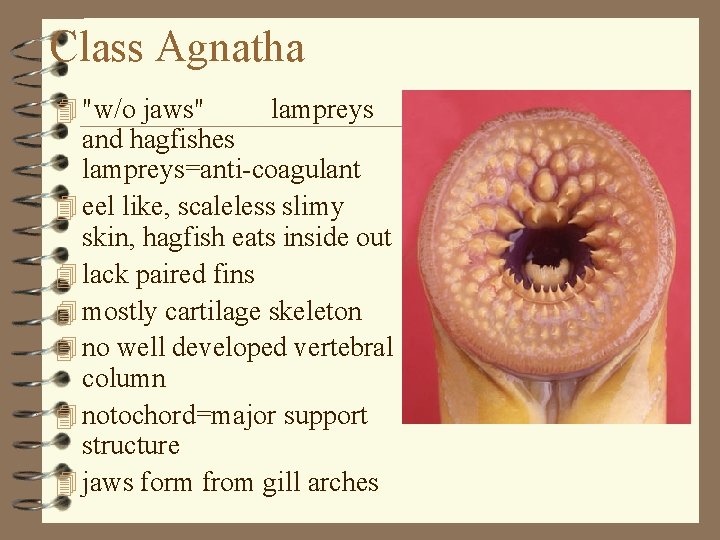 Class Agnatha 4 "w/o jaws" lampreys and hagfishes lampreys=anti-coagulant 4 eel like, scaleless slimy