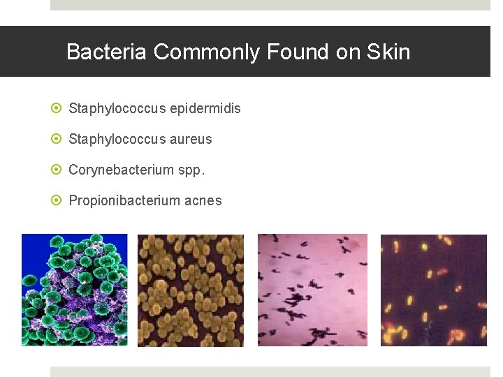 Bacteria Commonly Found on Skin Staphylococcus epidermidis Staphylococcus aureus Corynebacterium spp. Propionibacterium acnes 