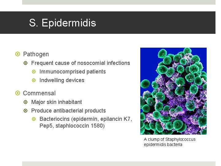 S. Epidermidis Pathogen Frequent cause of nosocomial infections Immunocomprised patients Indwelling devices Commensal Major