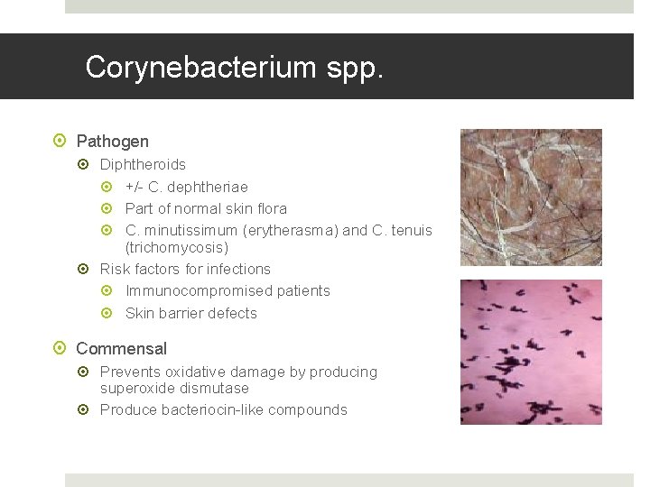Corynebacterium spp. Pathogen Diphtheroids +/- C. dephtheriae Part of normal skin flora C. minutissimum