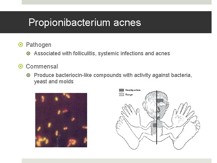 Propionibacterium acnes Pathogen Associated with folliculitis, systemic infections and acnes Commensal Produce bacteriocin-like compounds