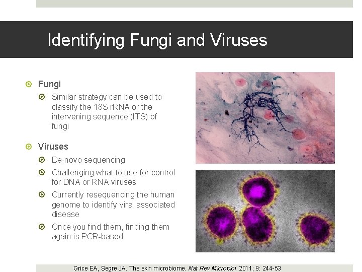 Identifying Fungi and Viruses Fungi Similar strategy can be used to classify the 18