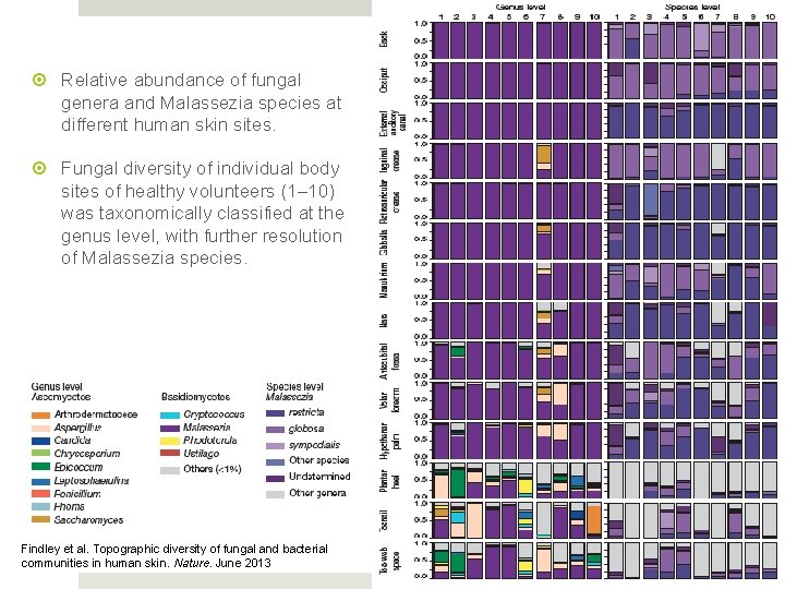  Relative abundance of fungal genera and Malassezia species at different human skin sites.