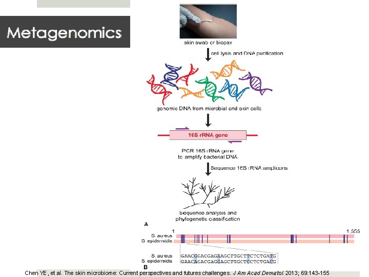 Chen YE, et al. The skin microbiome: Current perspectives and futures challenges. J Am