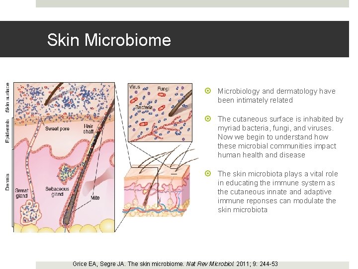 Skin Microbiome Microbiology and dermatology have been intimately related The cutaneous surface is inhabited