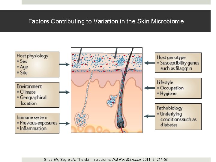 Factors Contributing to Variation in the Skin Microbiome Grice EA, Segre JA. The skin