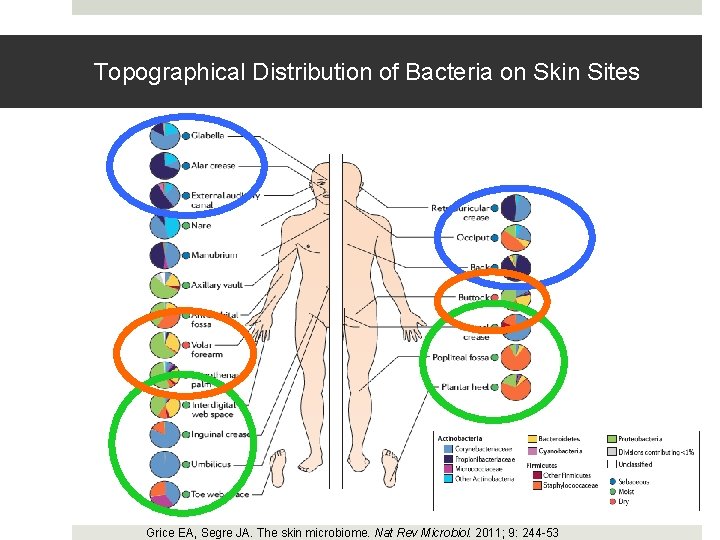 Topographical Distribution of Bacteria on Skin Sites Grice EA, Segre JA. The skin microbiome.