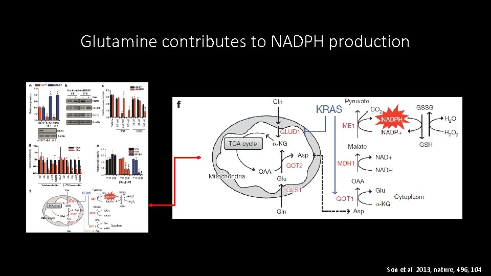 Glutamine contributes to NADPH production Son et al. 2013, nature, 496, 104 