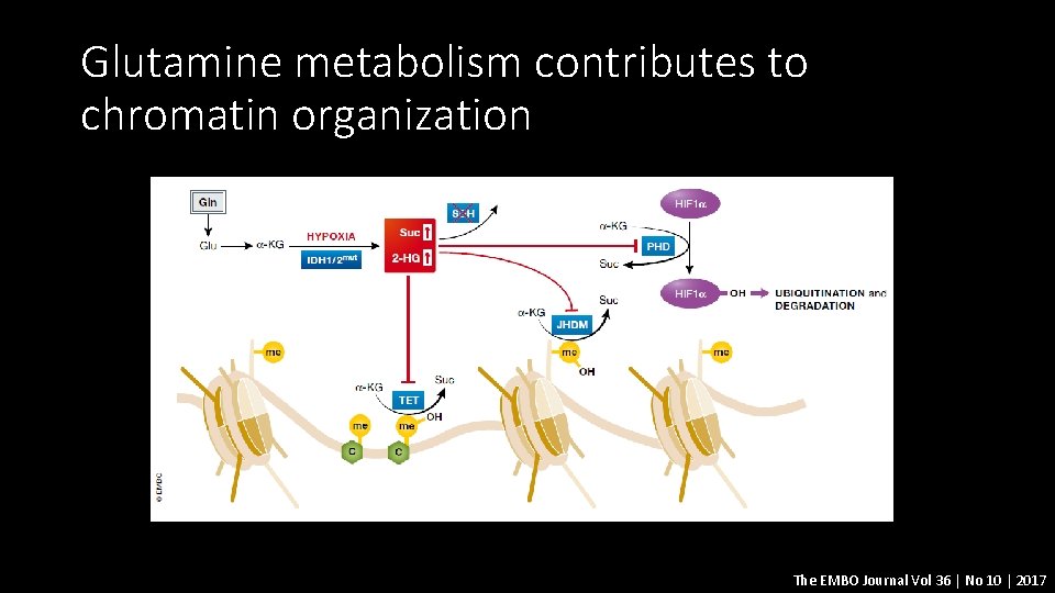 Glutamine metabolism contributes to chromatin organization The EMBO Journal Vol 36 | No 10