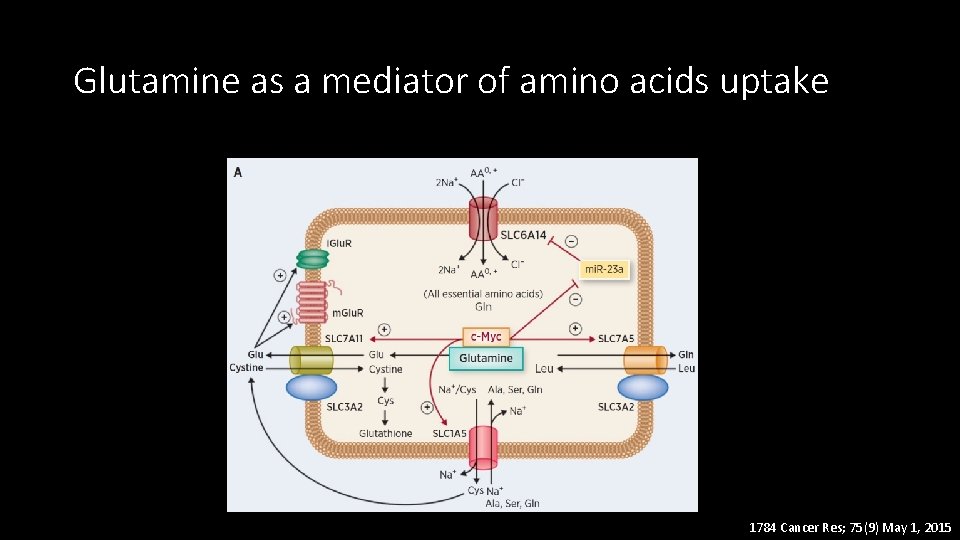 Glutamine as a mediator of amino acids uptake 1784 Cancer Res; 75(9) May 1,