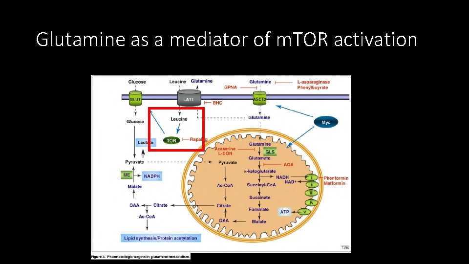 Glutamine as a mediator of m. TOR activation 