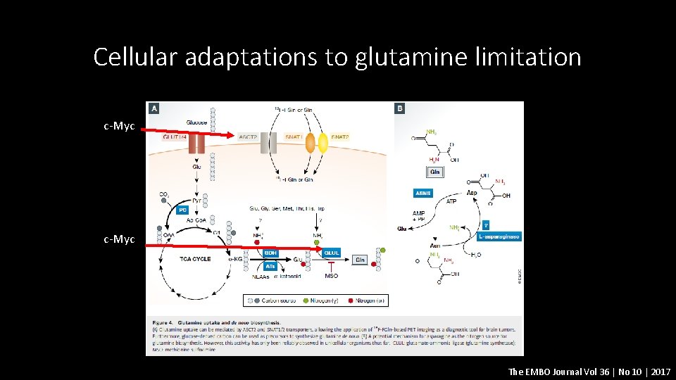 Cellular adaptations to glutamine limitation c-Myc The EMBO Journal Vol 36 | No 10
