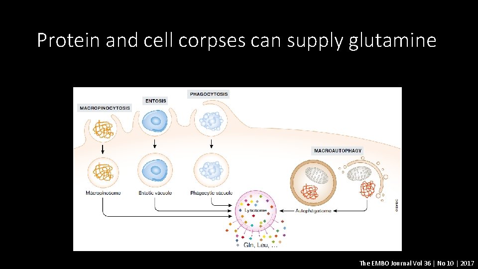 Protein and cell corpses can supply glutamine The EMBO Journal Vol 36 | No