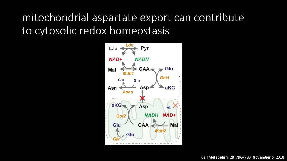 mitochondrial aspartate export can contribute to cytosolic redox homeostasis Cell Metabolism 28, 706– 720,