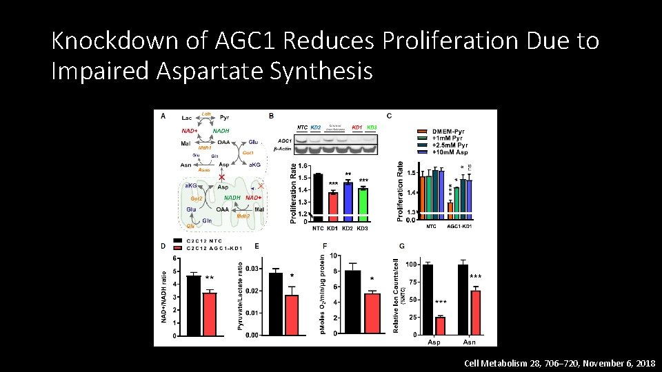 Knockdown of AGC 1 Reduces Proliferation Due to Impaired Aspartate Synthesis Cell Metabolism 28,