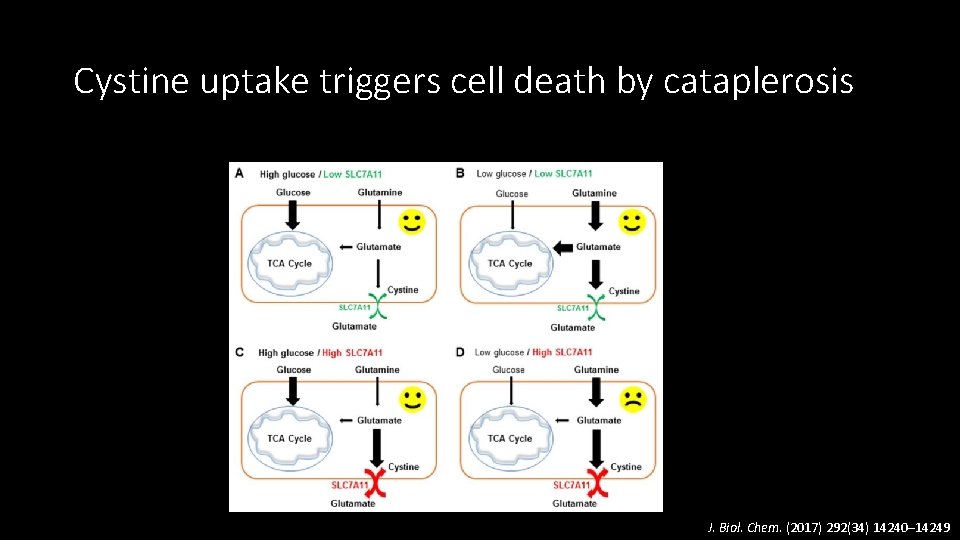 Cystine uptake triggers cell death by cataplerosis J. Biol. Chem. (2017) 292(34) 14240– 14249