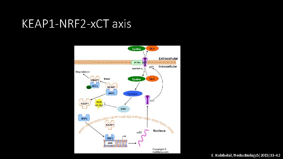 KEAP 1 -NRF 2 -x. CT axis E. Habibetal. /Redox. Biology 5(2015)33– 42 