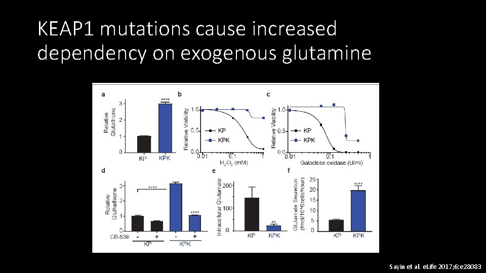 KEAP 1 mutations cause increased dependency on exogenous glutamine Sayin et al. e. Life