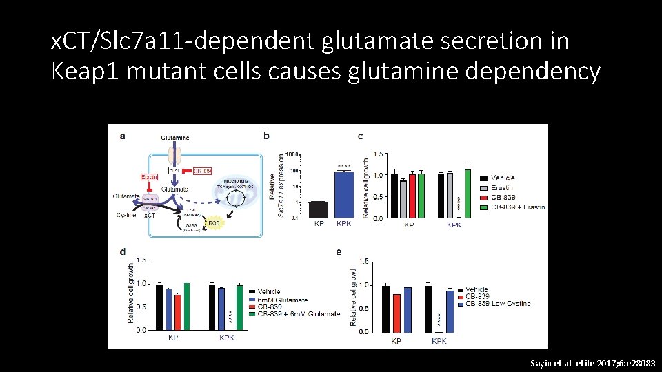 x. CT/Slc 7 a 11 -dependent glutamate secretion in Keap 1 mutant cells causes