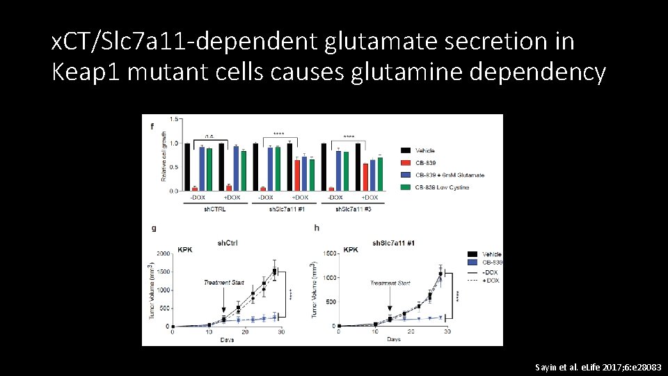 x. CT/Slc 7 a 11 -dependent glutamate secretion in Keap 1 mutant cells causes