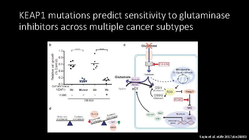 KEAP 1 mutations predict sensitivity to glutaminase inhibitors across multiple cancer subtypes Sayin et