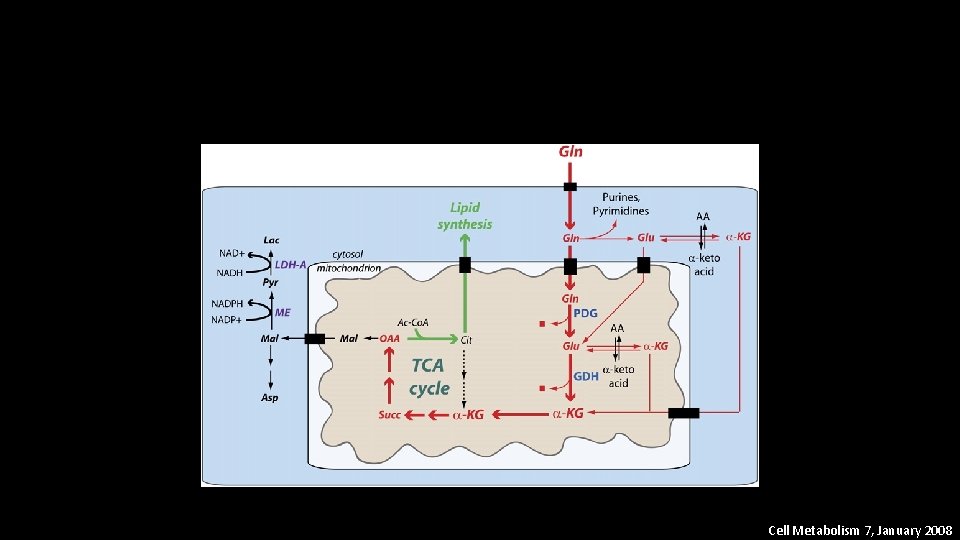 Cell Metabolism 7, January 2008 