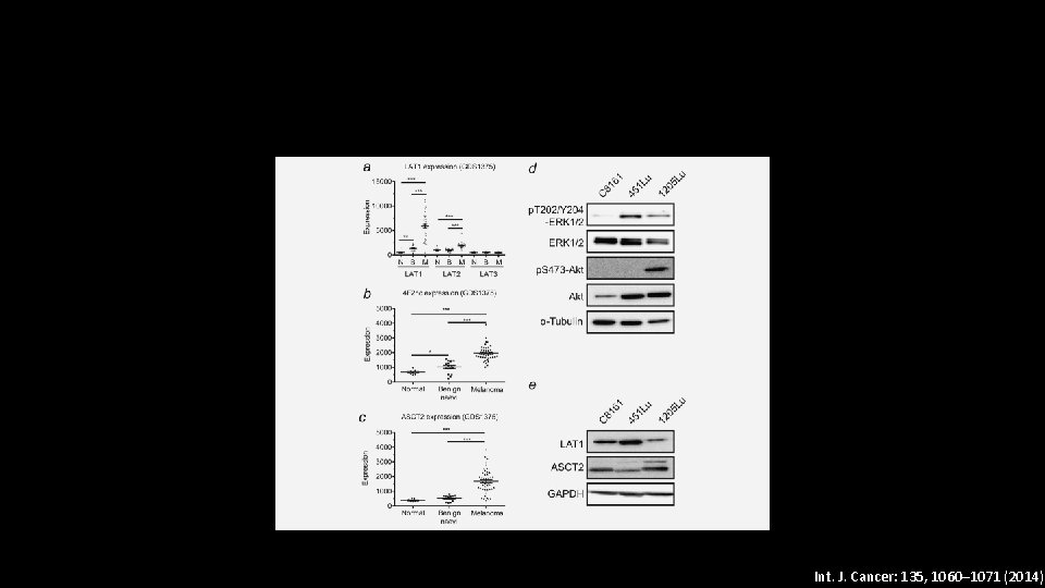 Int. J. Cancer: 135, 1060– 1071 (2014) 