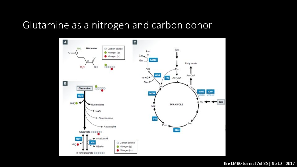 Glutamine as a nitrogen and carbon donor The EMBO Journal Vol 36 | No