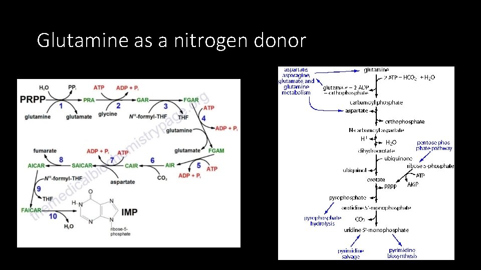 Glutamine as a nitrogen donor 