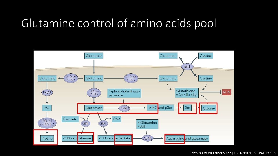 Glutamine control of amino acids pool Nature review : cancer, 622 | OCTOBER 2016
