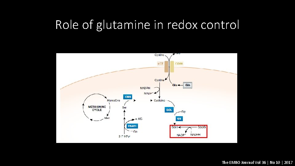 Role of glutamine in redox control The EMBO Journal Vol 36 | No 10