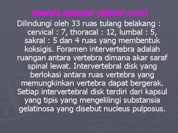 Medula Spinalis (Spinal cord) Dilindungi oleh 33 ruas tulang belakang : cervical : 7,