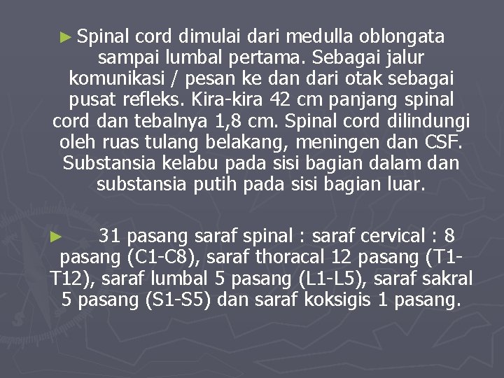 ► Spinal cord dimulai dari medulla oblongata sampai lumbal pertama. Sebagai jalur komunikasi /