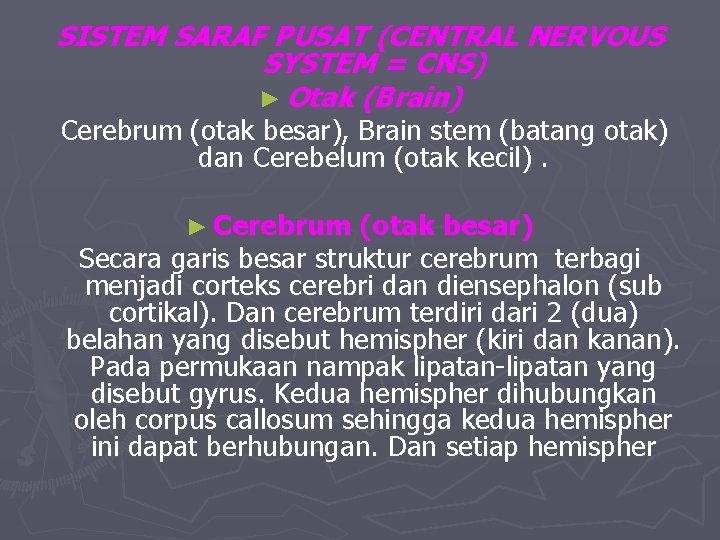 SISTEM SARAF PUSAT (CENTRAL NERVOUS SYSTEM = CNS) ► Otak (Brain) Cerebrum (otak besar),