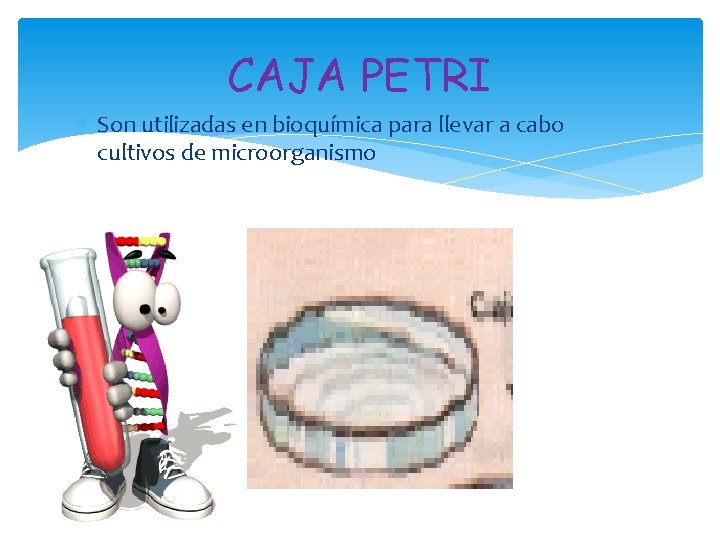 CAJA PETRI Son utilizadas en bioquímica para llevar a cabo cultivos de microorganismo 
