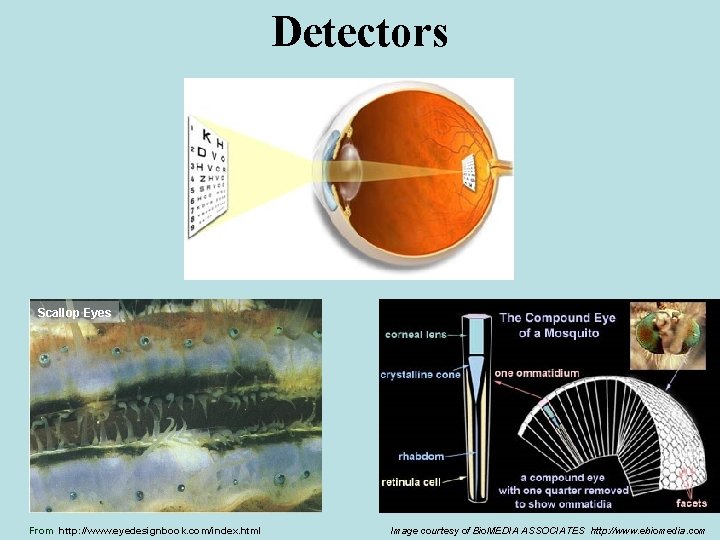 Detectors Scallop Eyes From http: //www. eyedesignbook. com/index. html Image courtesy of Bio. MEDIA