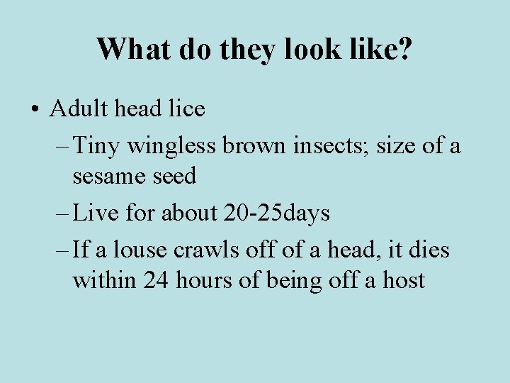 What do they look like? • Adult head lice – Tiny wingless brown insects;
